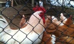 2 White "Frey's Special" Cockerels (Roosters) FREE!!  They are 5 months old and are not getting along with each other.  They need to go to separate homes or to one where their roaming area is much greater than what they have here.