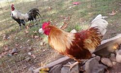 i have 3 Roosters that need to go...
2 New Hamspheres
1 Phoenix Cross
These are Friendly guys. The New Hamsphere are almost a year.
The Phoenix cross is 4 months old.
All of them Are Friendly and will sit on your arm.
These Roosters are ALL FREE.
Pictures
