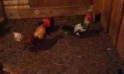 3 beautiful barnyard roosters for sale.