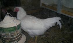 Hello,
 
I have young white chantecler and partridge roosters for sale.There is also 1 buff rooster, same age.
I'm asking 10 dollars each. Please give me a call of you are interested at
1403 307 3687
 
more pictures available if interested.