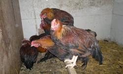 I have different kinds of young breeding roosters for sale. Those chickens were hatched September 2011.
There is Welsummer and Partridge.
Asking 20 dollars per bird.
More info, please call or email.