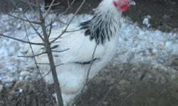 3 light sussex and 2 silver laced wyandotte roosters for sale. approx 4 months old. $10 ea. or all 5 for $40.