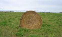 We have 128 round hay bales for sale.  These bales are a mix of Alfalfa/Grass. They are 5' x 6', baled with a Hesston 565 hardcore round baler, twine wrapped.
Great quality feed, baled with no rain.
2010 cut.  Approx. 1300 lbs.
Asking $35.00 per bale.