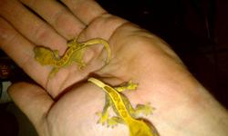 I have several juvenile crested geckos for sale, all featuring very high end markings. There is a nice blend of pinstripes, high contrasts, and many other morphs. These geckos are worth $100+ each, but in the spirit of the season we are offering a reduced