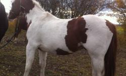 Friendly sorrel/white paint gelding for sale. Halter Broke only, ready for training. 12 yr old girl has ridden him in pasture and down driveway, bareback, but is not "trained" at all. Dewormed in Sept 2011. Friendly boy who will walk away from herd to say