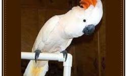 Selling my 11 yr old male Salmon Crusted Cockatoo Bongo.Great looking bird.... $750 and & 2 Cages for $250 1 of the cages is in very nice shape.