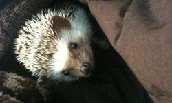 My hedgehog is a 2 yr old male, who's name is Hobson. He is very friendly, he unrolls easily and does not bite. Is colourings are salt and pepper and he is very healthy. He loves to poke around the house and love love loves superworms!
 
Unfortunately I