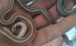 I have a breeding pair of San Felipe Rosy Boa and two babys left 100 each or 300 for all 4 of them