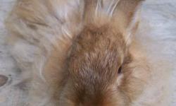 Dandelion Meadows has IPE award winning Satin Angora rabbits for sale in chestnut, chocolate and white both male and female (no white females). 2 born May 10 and 5 born July 5. They have been handled and played with since birth by adults and children -