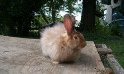 Dandelion Meadows has IPE award winning Satin Angora rabbits for sale in chestnut, chocolate and white both male and female (no white females). 3 born May 10 and 6 born July 5. They have been handled and played with since birth by adults and children -