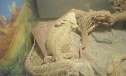 Hi, we are a family owned and operated reptile rescue that has been in business for many years. We have over 25 years experience and are reptile lovers. We will take in all reptiles without question and give them a great home. We know how hard life can