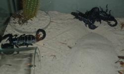 3 EMPEROR SCORPIONS AN TANK WITH LIGHT AN 2 LIVE PLANTS UNDERTANK HEATER    MUST GET RID OF  85$ 
 PLEASE EMAIL