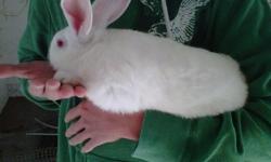Seven pure bred New Zealand bunnies for sale, 9 weeks old.
All white.
$25 each.
Email only.