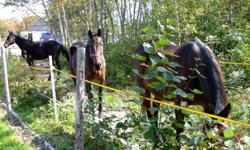 Turner Stables located on Main St in Dartmouth currently has a few horses available to experienced riders. We offer 50 acres of beautiful trails, and a small field to ride in as well. All horses are well behaved and road safe but some are only green broke