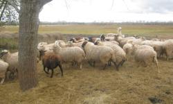 commercial herd of 85 ewes and rams for sale. suffix,arcot and north chevorlet crosses. 200.00 each