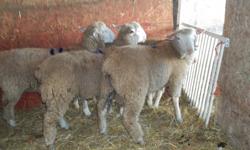Three groups of commercial lamb rams to choose from:
I'le de France, Canadian Arcott, and Dorset cross.
Born February 2011, ready to work!
 
Also ewe lambs, I;le de France-arcott cross, for December breeding.