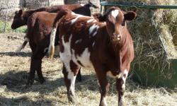 we have shorthorn heifers for sale at the farm.... $1700-$3000. tie-broke and some are halterbroke .....reds, roans and white....ready for the 4-H member or ??????check them out and give us a call for more info.  306-442-2090 thanks.
