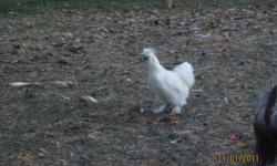 3 young silkie roosters available - have just started crowing (hatched July 2011).  Two are rust-coloured with dark tails and one is pure white.  Willing to trade one for new bloodlines (same breed only).