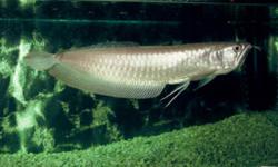 hii i have a silver arowana forsale asking 70 or best offer paid 78.84 for him hes real healthy hes about 6-7" , have to get rid of him asap , due to not having my 125 gallon set up yet any questions text me at 1587-783-3776 i also have a 65 gallon tank