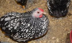 For Sale
1 Trio and 1 Pair of Silver Laced wyandotte Bantams
Excellent Show Quality Birds
(Pure Horst Volkman Strain)
All young birds--- 7 months old
Pullets are laying
Trio -- $60.00
Pair-- $40.00
or take all 5 birds for $90.00
Call Jim
905-867-8676