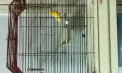 Singing canary $150 with cage. call this number 778-320-2904