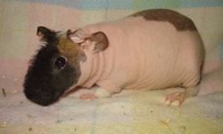 I have three baby skinny pigs (hairless guinea pigs) for sale. They are friendly and are used to being handled. They are all females and are $150 each.
Skinny pig care is very similar to a regular guinea pig, except that they tend to eat more to keep