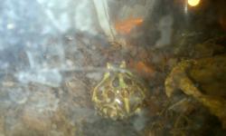 I have 2 pacman frogs for sale.
1 large albino pacman frog
1 small pacman frog
They both come with their own aquarium. The albino one eats mice as well as crickets, however the smaller one does not yet eat mice.
We are Asking $50 for the small one and