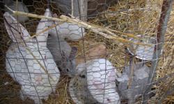 BIG MEAT RABBITS. IM RETIREING AND WANT TO GIVE THIS OPPORTUNITY TO SOMEONE ELSE. SELLING OUT Good deal IF YOU BUY THEM ALL. . IF YOU BUY SEPERATELY. BREEDING PAIR 150.00. READY TO BREED AND SOME READY FOR SPRING. LITTLE WORK INVOLVED GOOD PROFITS.GIVE