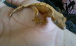 I have a small crested gecko in an 18x18x24 exoterra sri-lanka habitat. He comes with everything he needs to be well taken care of including a bag of crested gecko diet that should be good for another 3 months or so. I also have calcium powder for dusting