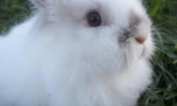 They are still available if the ad is still on
I have a couple of dwarf bunnies for sale, Male and female. The reason I am selling my bunnies is because we don't have enough space for in the winter and there isn't enough room inside. I am hoping to find a