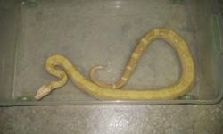 I have decided to sell my snake collection because I will be going away in a few months and will not be able to care for it, and it is too much for my parents to handle. I put a lot of care and effort into this collection and I really hate to sell it.