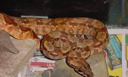 I have a Columbian Boa. At Least I think it is a Columbian Boa that was left behind by a renter. It comes with an aquarium. This snake should only be purchased by a person that knows how to handle snakes possibly a breeder or serious collector. This snake
