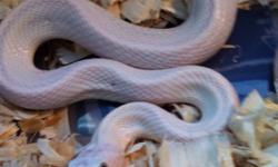 Male Leucistic Texas Rat Snake
About 2-2.5 feet long ,Eating pups-small rats
Has a attitude like most rat snakes, but is handleable
$80 firm
First pic
----------------------------------------------------------------------
Male 66% het for albino ball