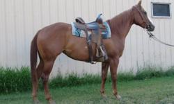 Foxy is a 2007 AQHA Sorrel Mare.  Registered name QR Miss Good Acre, Foxy is by NCHA Champion Acres of Red by 2X NCHA Champion Bob Acre Doc and out of a daughter of NCHA Champion I'll Be Smart.  Foxy is royally bred as cutting and reining horses come!