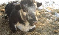 3 year old speckle park bull--proven breeder.  Located 7 miles north of Paradise Hill, Sask.