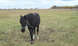 I have a nice Black stallion arabian x welsh, born July 26, 2010 ( 1 year & 6 months). Very nice, easy to handle, very calm and He is halter broke. He is unregistered but he is a very pleasure horse, i sale him cause we have too much right now and i need