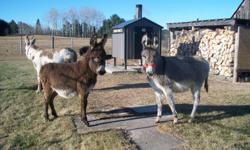 Pedro is a solid chocolate weanling standard donkey jack. Should mature around 41-42". Duke is a chocolate/white spotted weanling standard donkey jack. Should mature around 44-45". Both friendly, halter trained and learning to lead. Worming up to date and