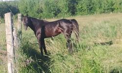 Cash Register
Registered 16 H Standardbred Stallion
 
Sire: Magical Mike
Dam: Its All Me
 
This stallion has it all.  He has presence, brains, scope, fantastic movement and great conformation.  He was a standout racehorse taking a mark of 1:50.  Now