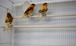 STRONG MATURE SINGING CANARIES
 FOR SALE
"THERE BACK IN SONG"
Molting season is over
All these Males were hatched in 2010 breeding season
All my Males are kept in single cages and are coming back into strong song.
They are all Healthy and in (NEW)