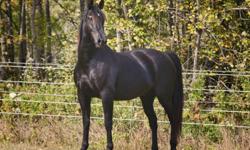 Ben
2004 Percheron/TB x Saddlebred Gelding
Ben is an absolutley stunning jet black gelding that greatly resembles a Fresian. He stands over 16.2 hh and alwasy gets noticed! He has an amazing big and floating stride and is a primo dressage or jumper