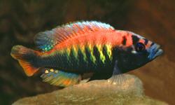 well i have about 9 different kinds right now. prices and sizes varies
- demasoni
- nyererei
- ruby red peacock
- 3 female electric blue johanni  (2-3 inch)
- White tail Acei & yellow tail
- Eureka Peacock
 i do have more if you send me what your looking