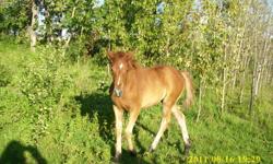 Stunning Half Welsh Filly.  Beautiful red Chestnut with 2 hind socks and star, stripe and snip.  This filly is the first offered for sale from Section B Champion Stallion Shell-Crest Key To My Soul. She is a big,well built correct filly that should finish