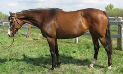 Scriptoclearence
2000 Thoroughbred Mare
Brown
16.1 hands
IN FOAL for 2012 to SKEPTIC pinto Oldenburg
Stunning thoroughbred broodmare with flawless Hunter type conformation. If you are looking to breed yourself Hunter and Hunter in Hand foals this is your