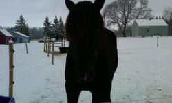 He's done it all and will do it again! Great horse for timid or beginner rider/driver. This boy does lessons, parades, sleigh rides (solo and team), trail rides (alone and with others), been ridden by children and adults alike. Approximately 1700lb 10