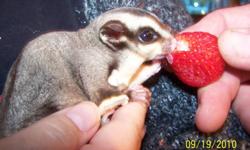 We have two beautiful healthy Sugar gliders, their large sturdy cage and all the accessories needed to keep them happy! If you have never owned Gliders before I'd be happy to be a recourse to help you enjoy them to the max. They are sweet and easy to