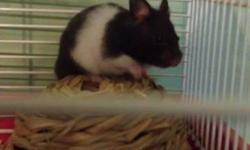 Po is a 3-4 month old  male Panda Bear Hamster, the cutest of his kind! With college I don't have enough time for him anymore and I would like some one who can spend time with him to have him. He comes with the Living World Start Kit Cage, along with a