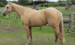 Roper is a big fancy gelding that needs a new home. Bueno Chex / Major Bonanza bred. Should mature 15.2 + . Halter broke and quiet. Not enough time so is for sale. He will be a hard to buy gelding in a few years so whether you are looking for a keeper or