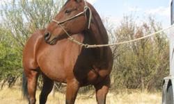 Sound and Solid Grandson of Zan Parr Bar
Registered Quarter Horse
Beautiful Bay Gelding, 15.3 hands
Quiet in the box;  loads and hauls with no problems
Excellent to shoe and has great cow sense
Rates well and has speed to spare
13 years old
Great horse