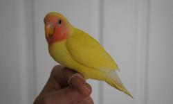 I have ONE (last one of 5 in the clutch) handfed sweet lutino roseicollis lovebird who loves to cuddle on your shoulder.  Never bite.  Learning "step-up" command.  Almost weaned.  E-mail me if interested.  (Parents on site:  Dad is green and mom is