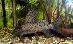 Six inch or more and really fat
Just fighting for space with other catfish now so must move out for room in tank
Contact Sean 902 333 4445
Would be open to trade also